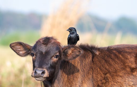 Market wrap: S&P 500 rallies as tech strength offsets big bank slump thumbnail