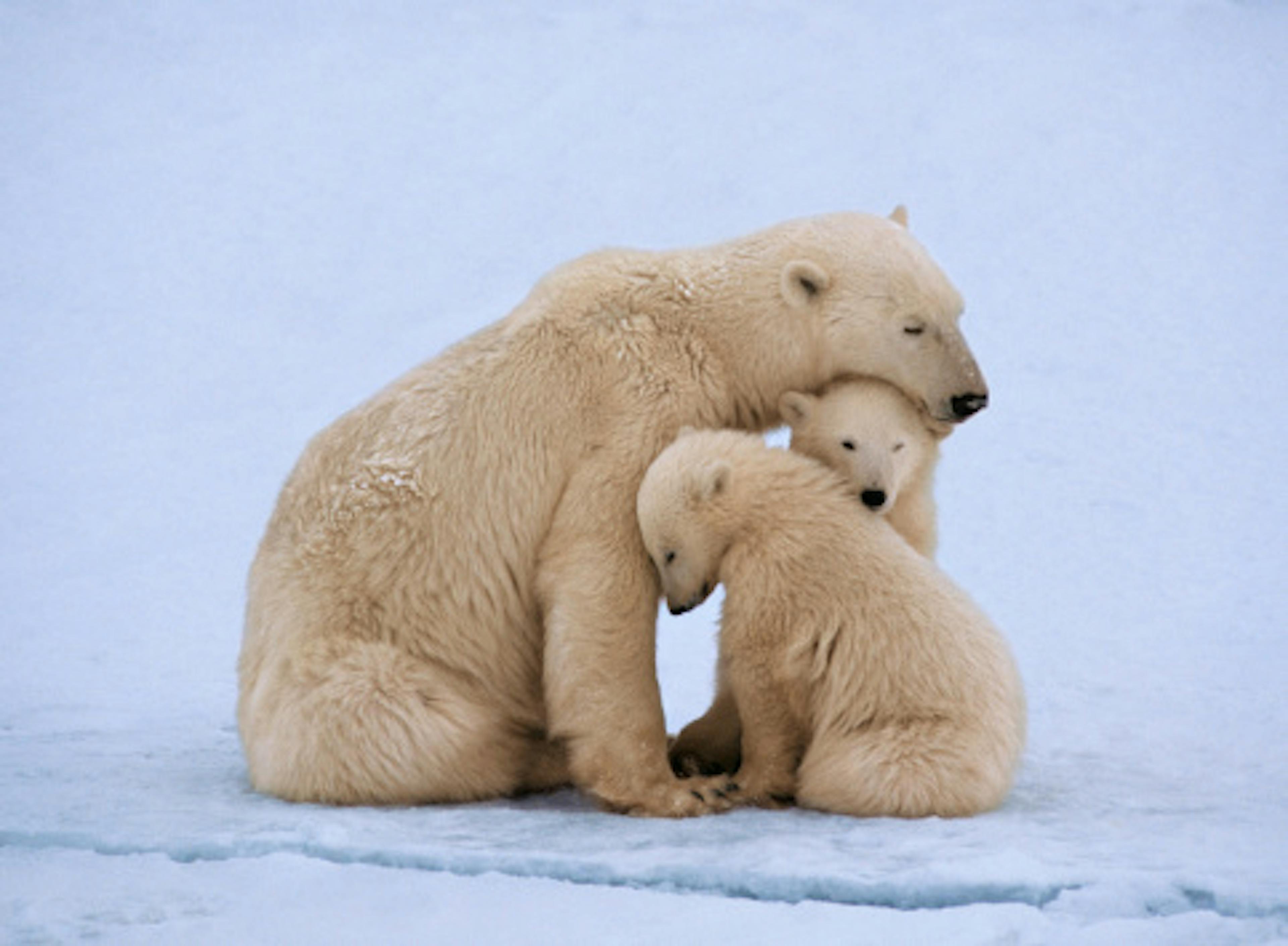 Polar bear with twin cubs (Ursus maritimus)