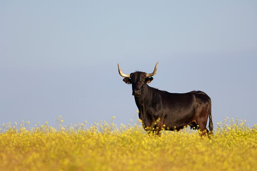 Market wrap: S&P 500 closes at record high thumbnail