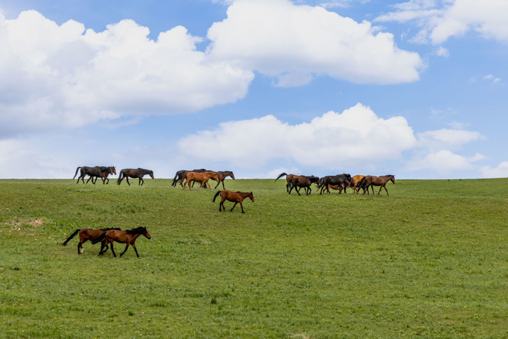 Horse Ranch In Zhangye
