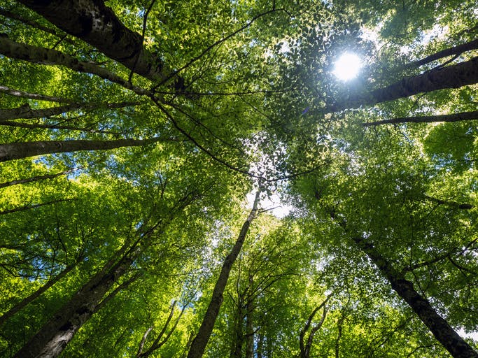 A new carbon capture innovation is good news for the planet — and Big Tech thumbnail