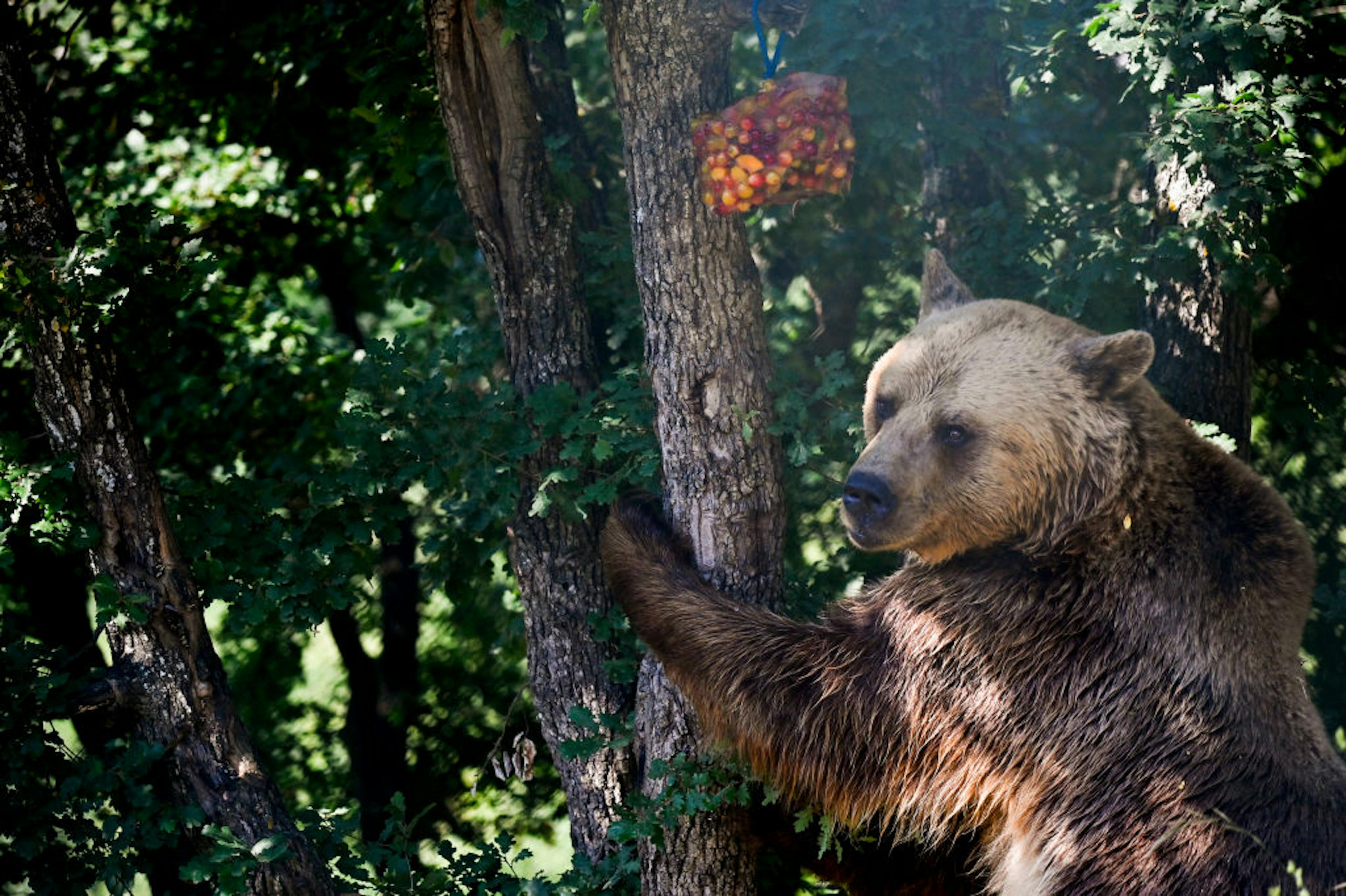 Bear going for fruit