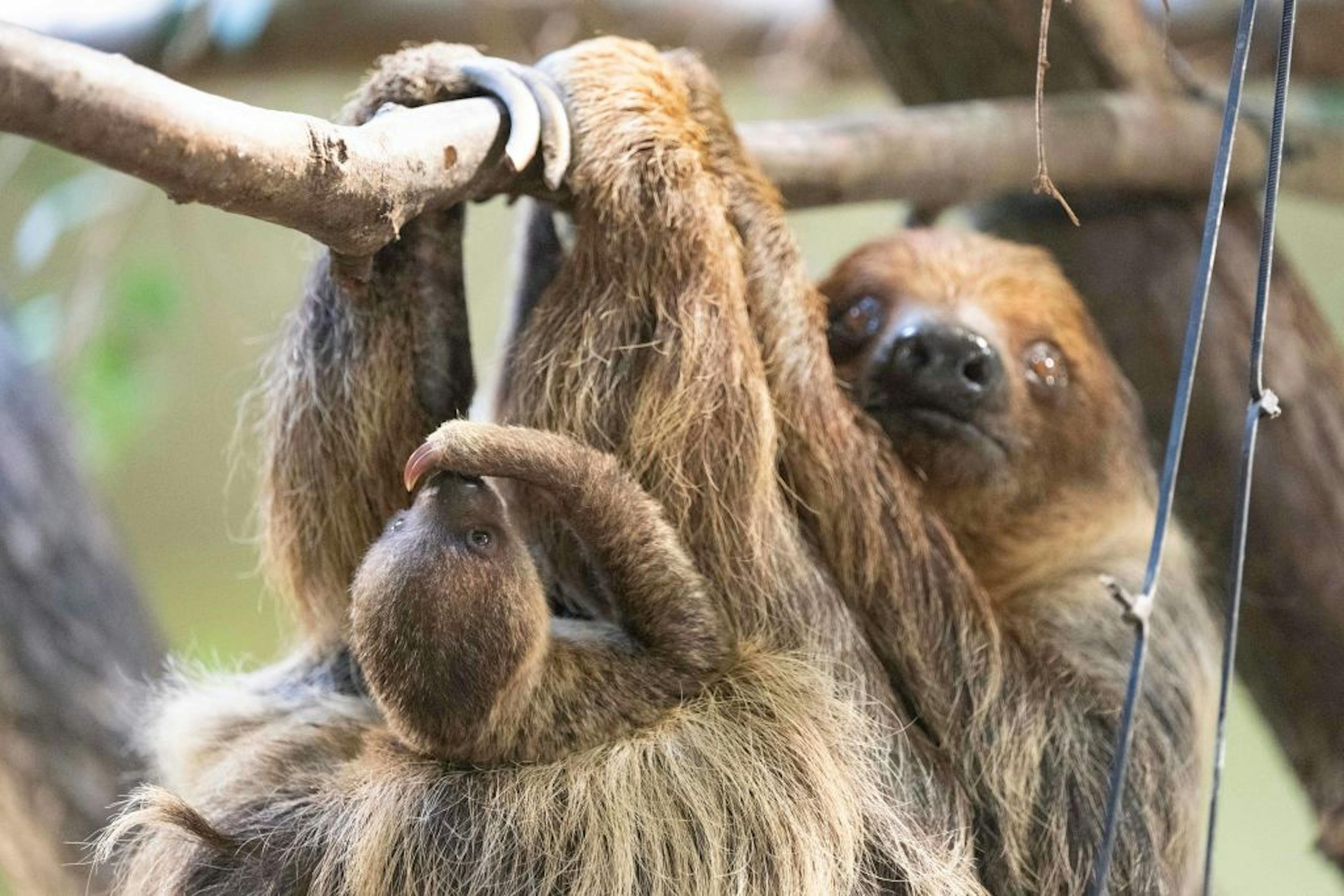 Offspring among the sloths at Dresden Zoo