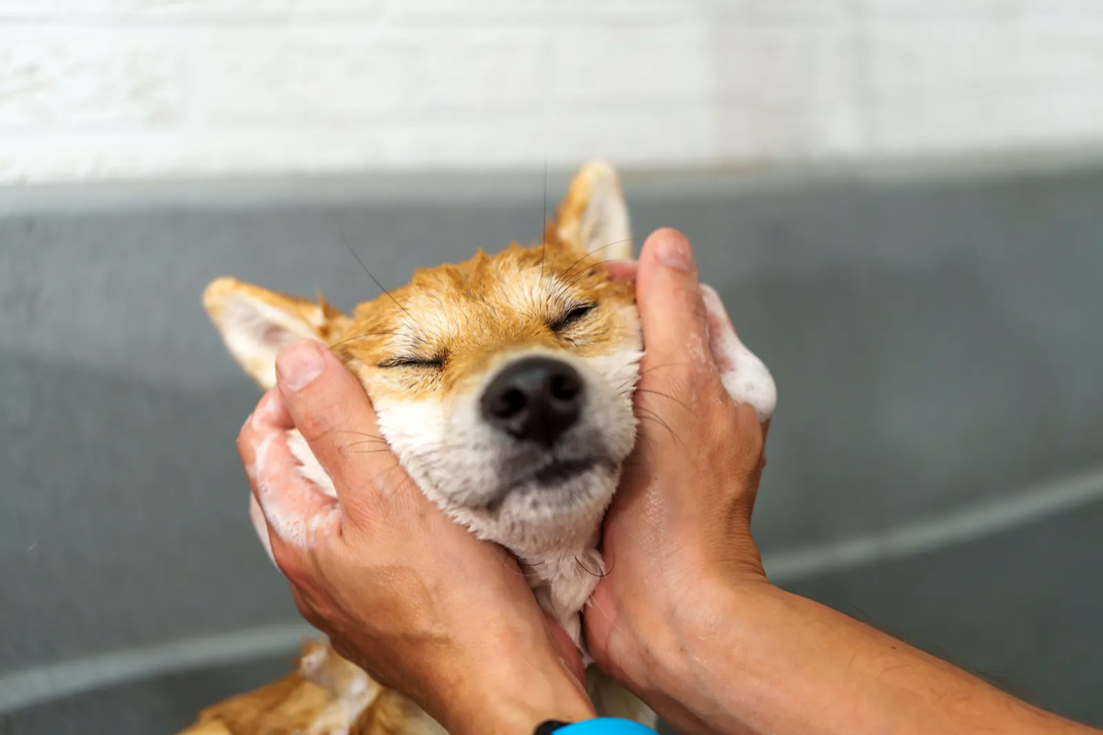 Dogecoin and other canine tokens lead the pack as wider crypto market remains flat