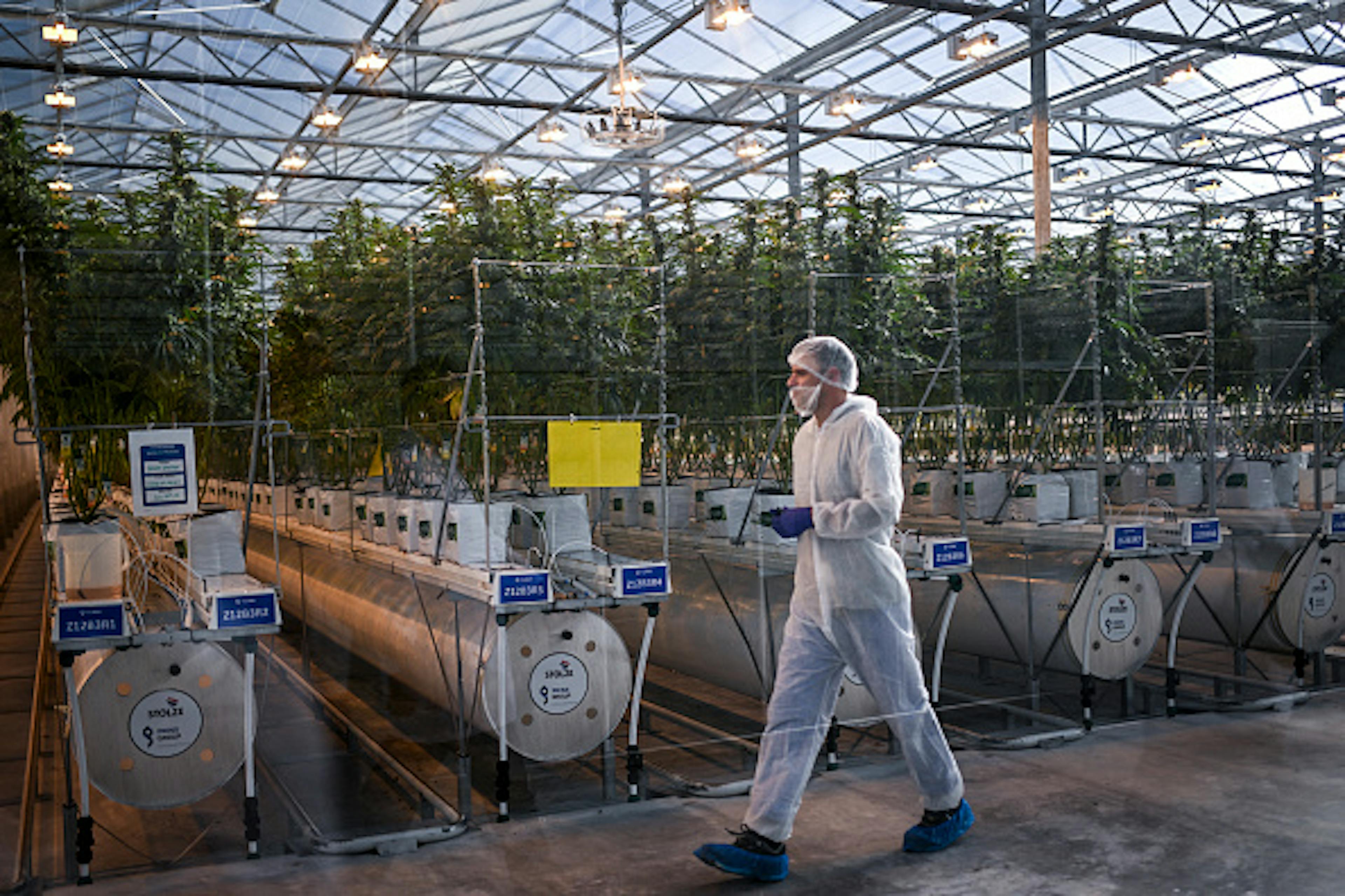 PORTUGAL-HEALTH-MEDICINE-PHARMACEUTICAL-DRUGS-CANNABIS