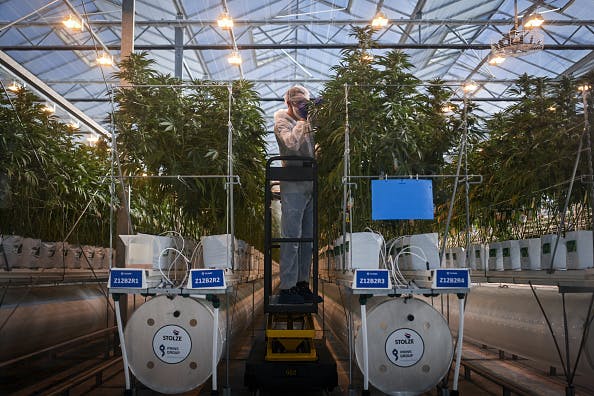 Canopy rallies after CEO stock purchase thumbnail