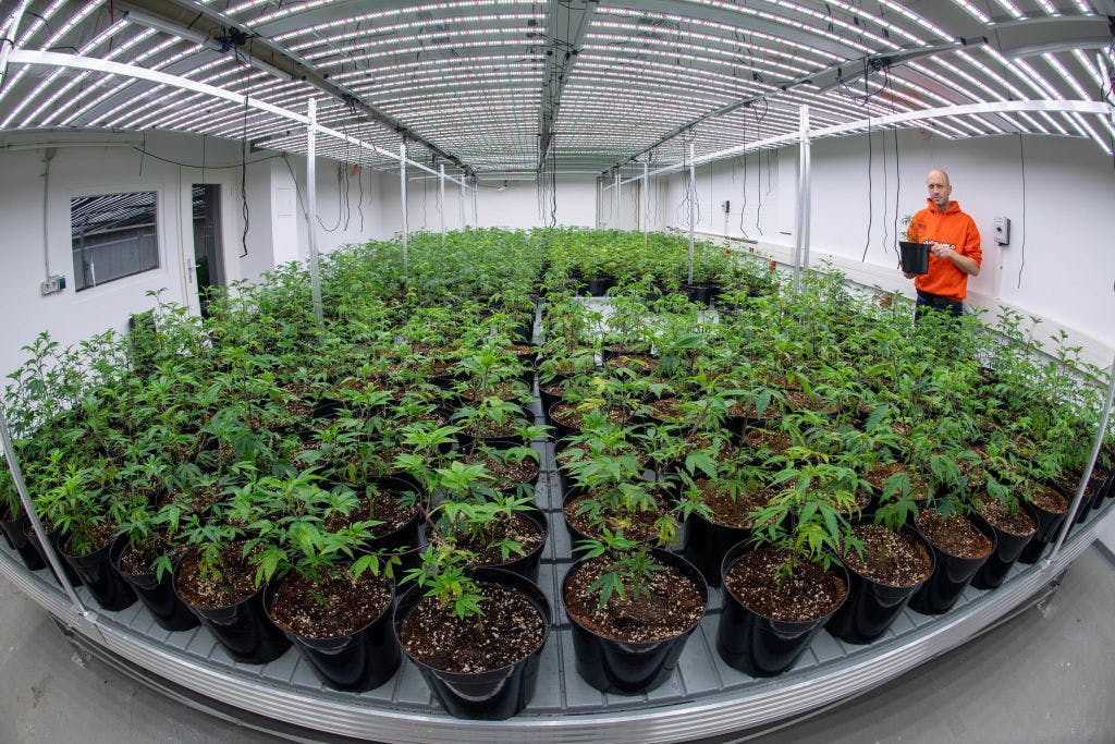 Pot stocks off to a flying start in 2025 thumbnail