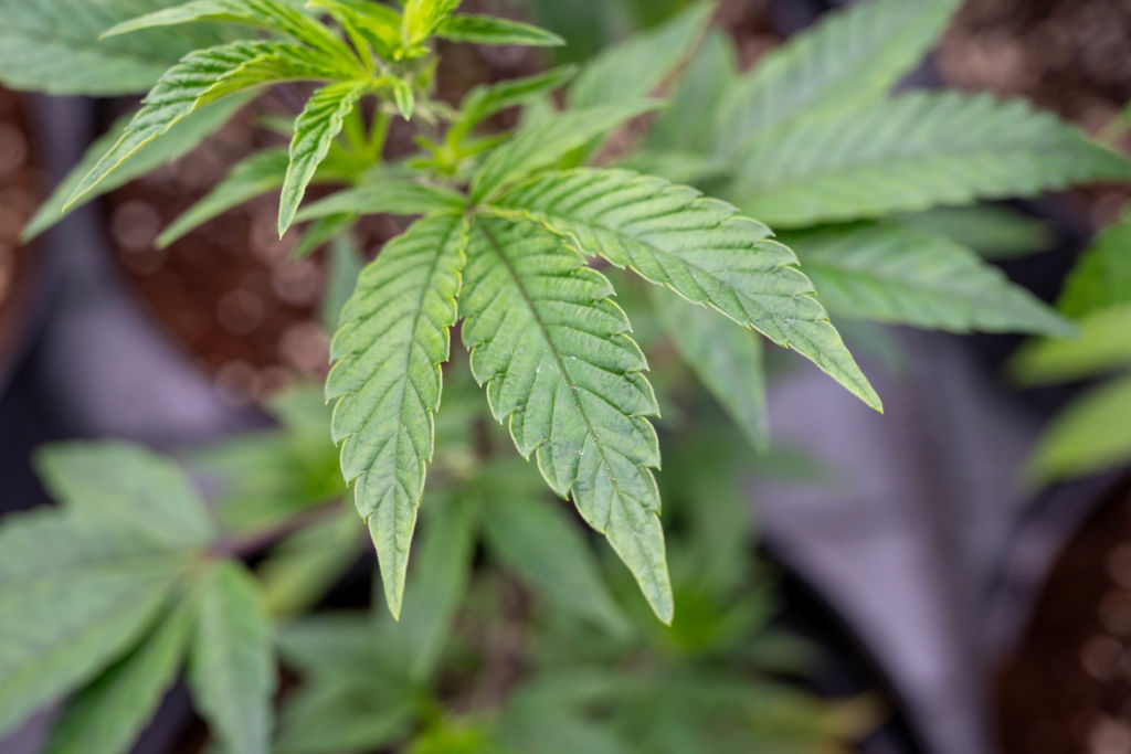 sherwood.news - J. Edward Moreno - Marijuana company Trulieve begins trading on NYSE