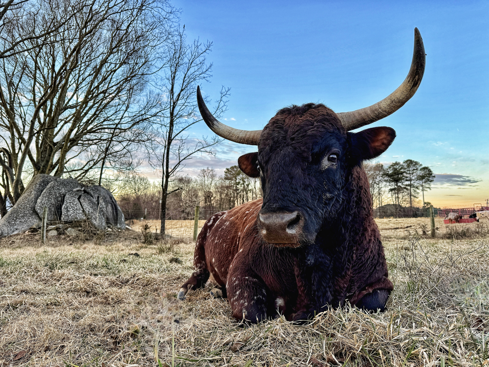 Close up of a majestic brown and black horned bull lying near a large boulder