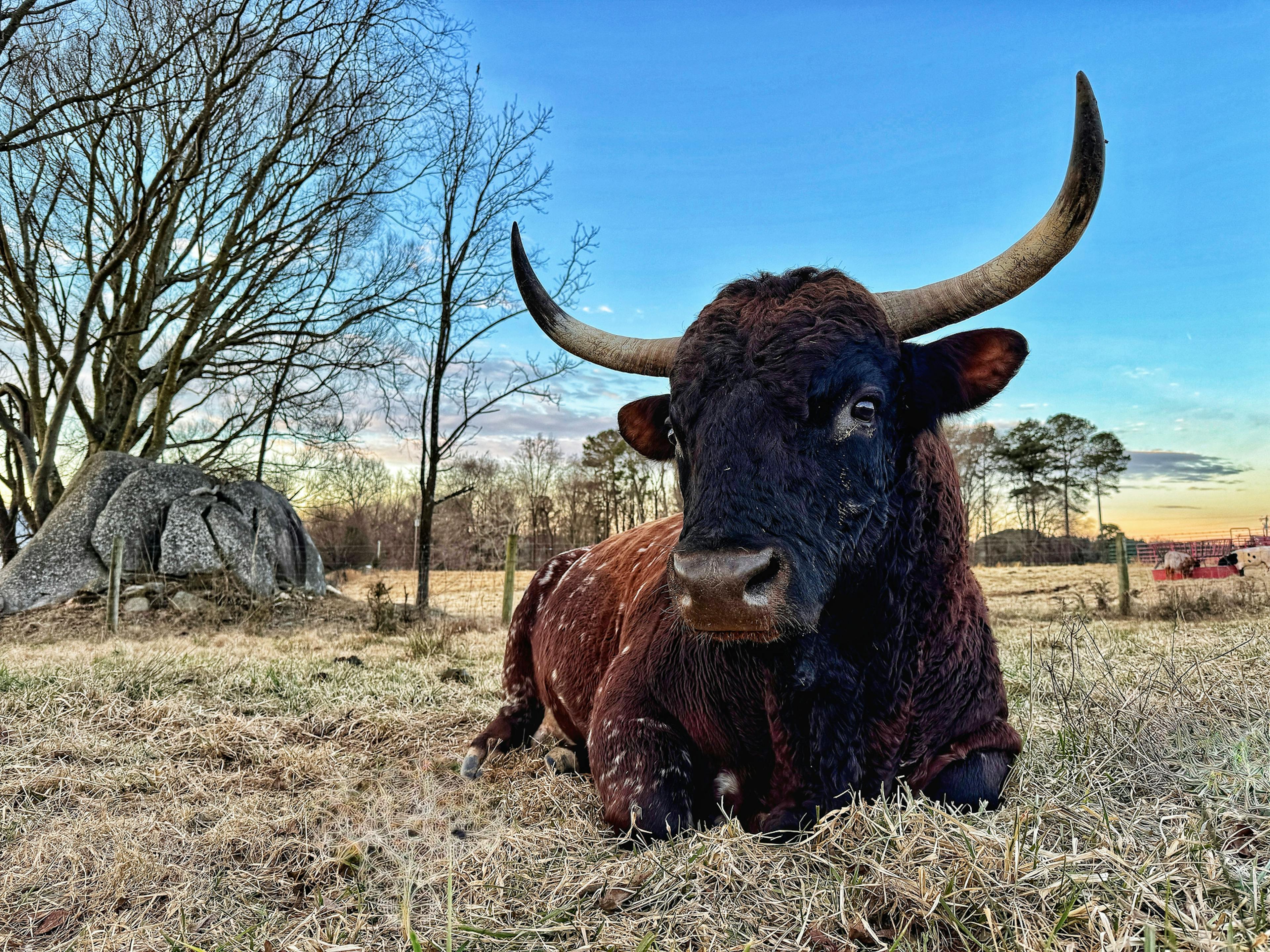 Close up of a majestic brown and black horned bull lying near a large boulder