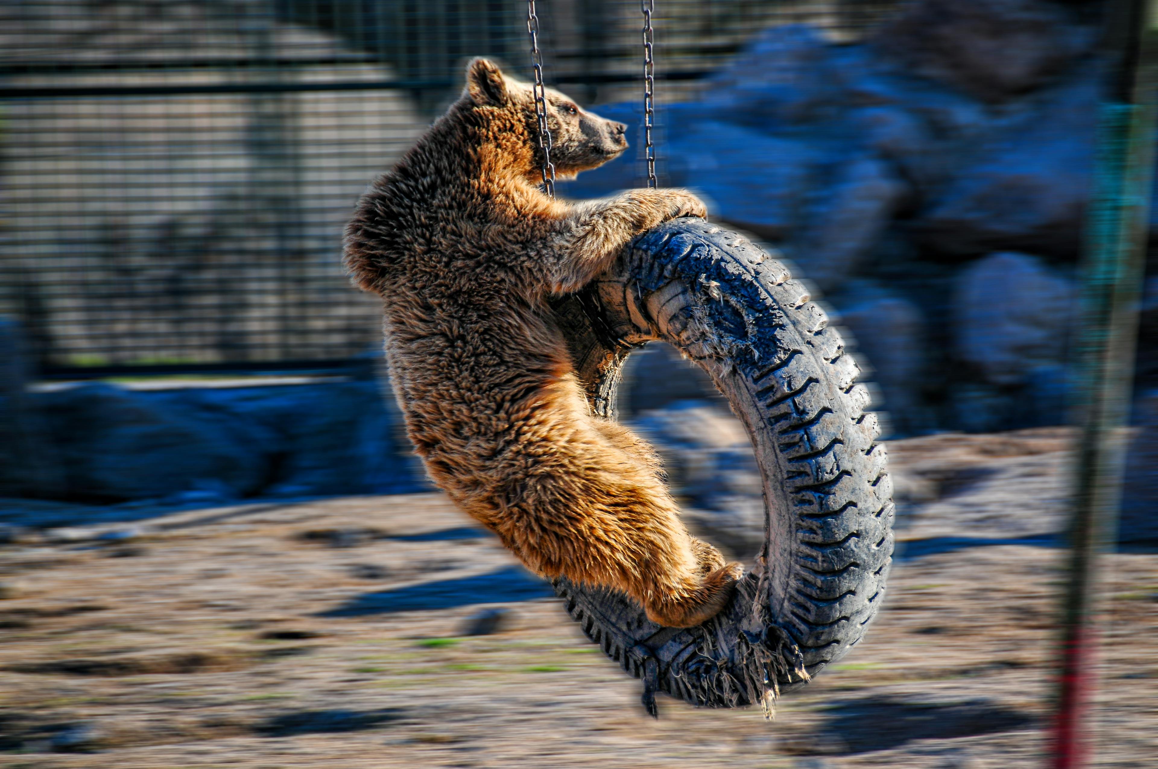 A young grizzly bear plays with a car tire at a zoo