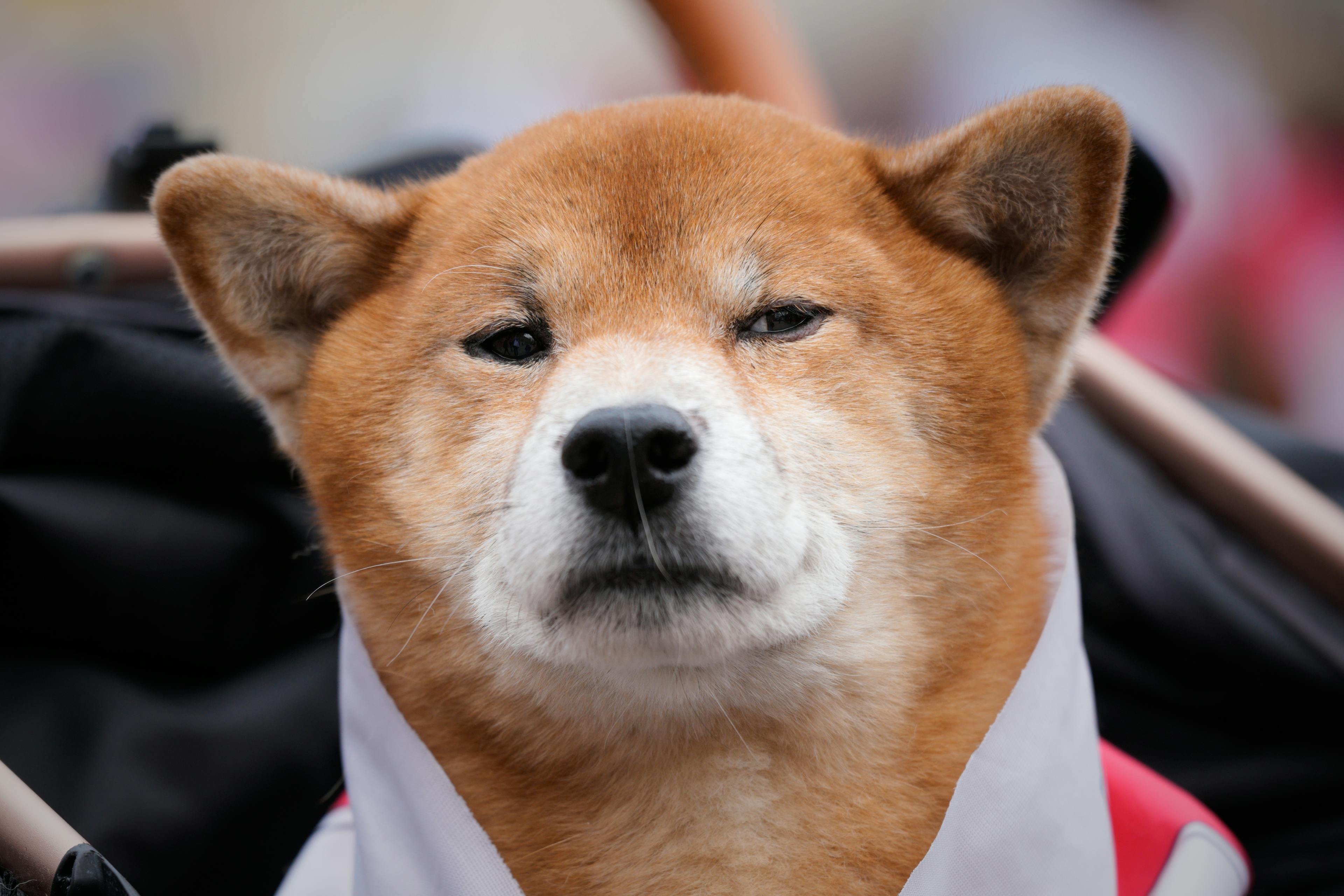 A grumpy Shibu Inu