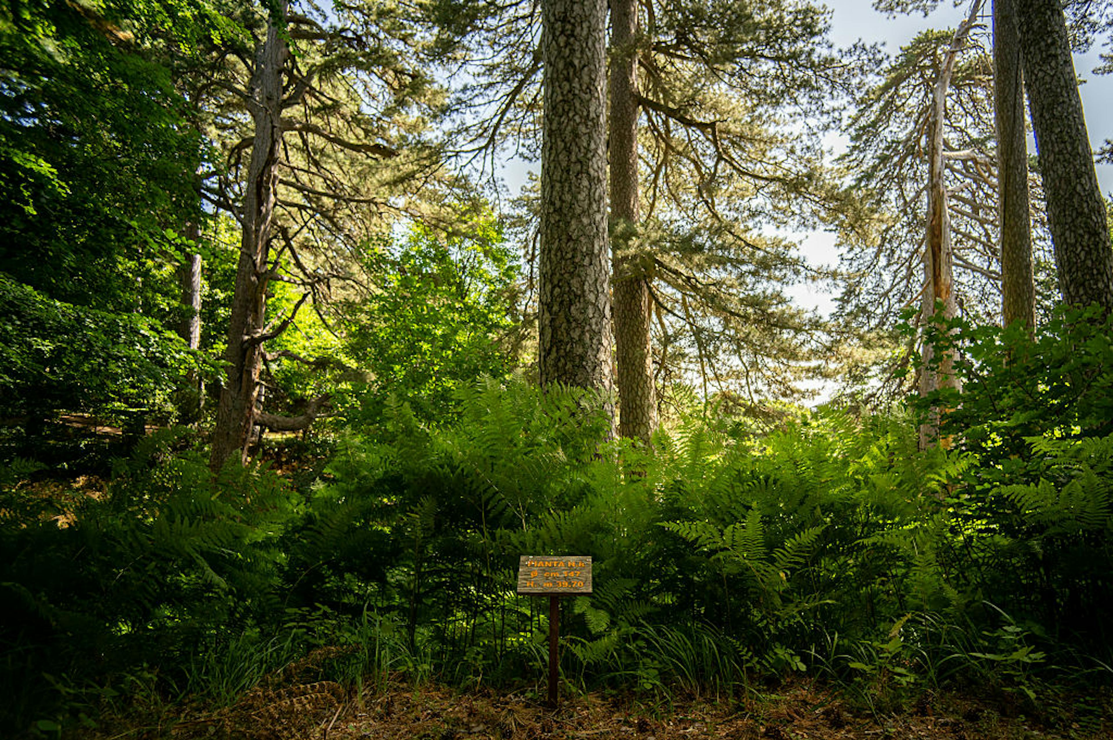 I Giganti Della Sila Amid The Ancient Trees In The Sila National Park