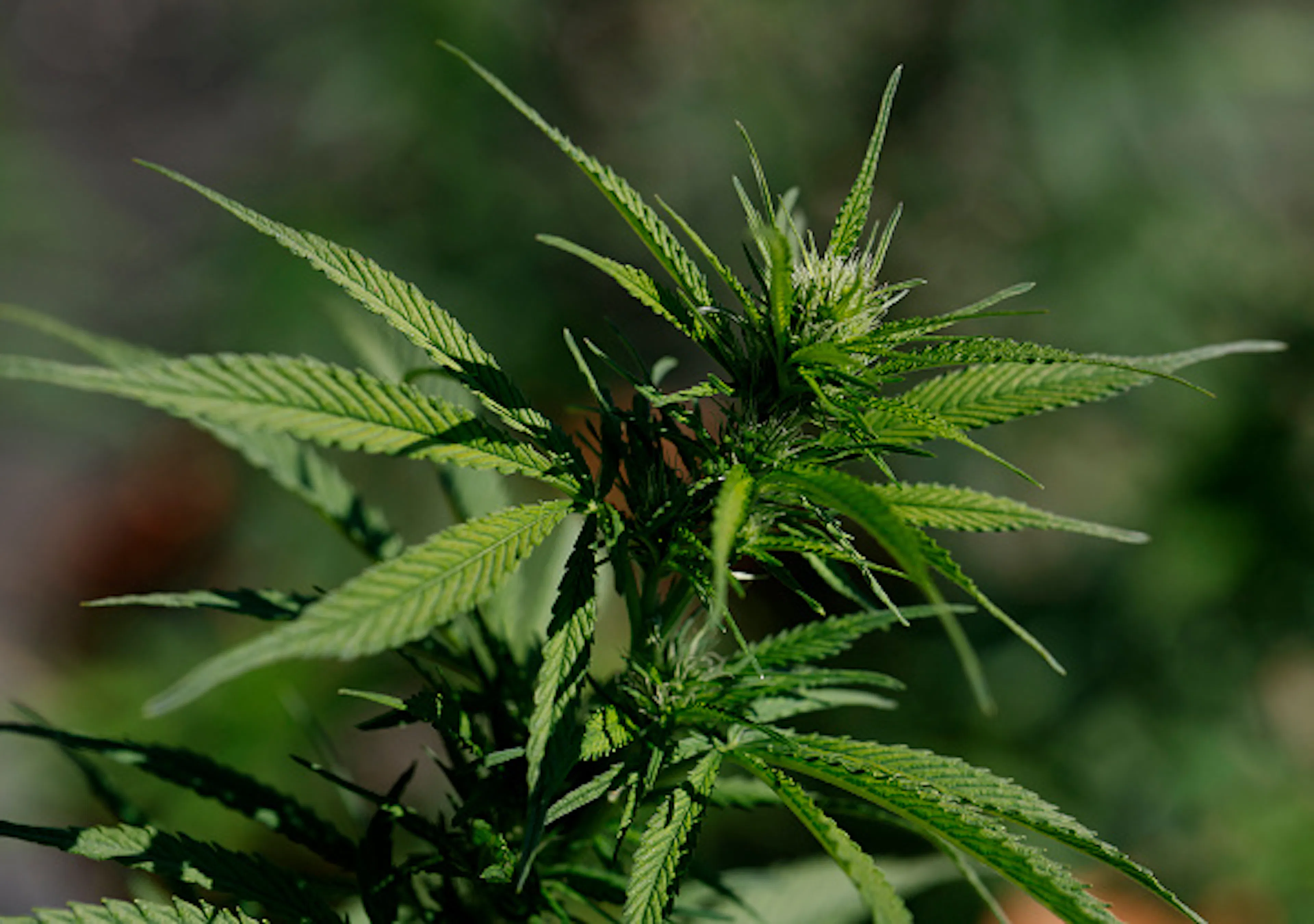 Trump Administration Considers Reclassifying Marijuana As A Less Dangerous Drug