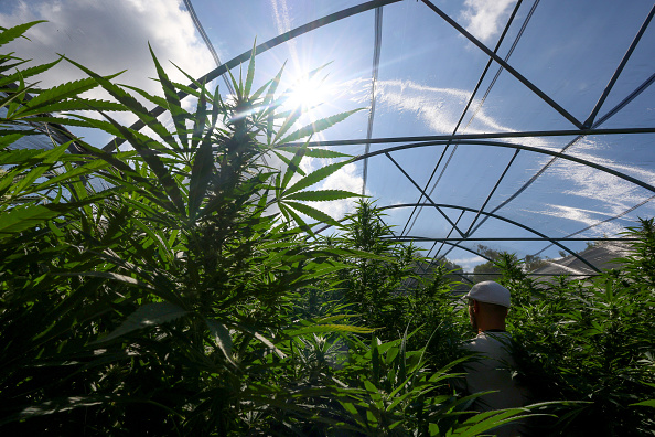 Italian Hemp Growers Struggle With Anti-drug Laws