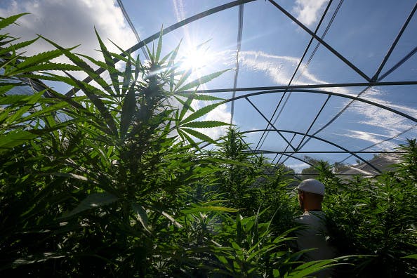 Investors are growing bullish on weed stocks. But why? thumbnail