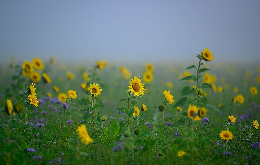 Bloom Energy falls as Mizuho downgrades the stock to “neutral” from “outperform” thumbnail