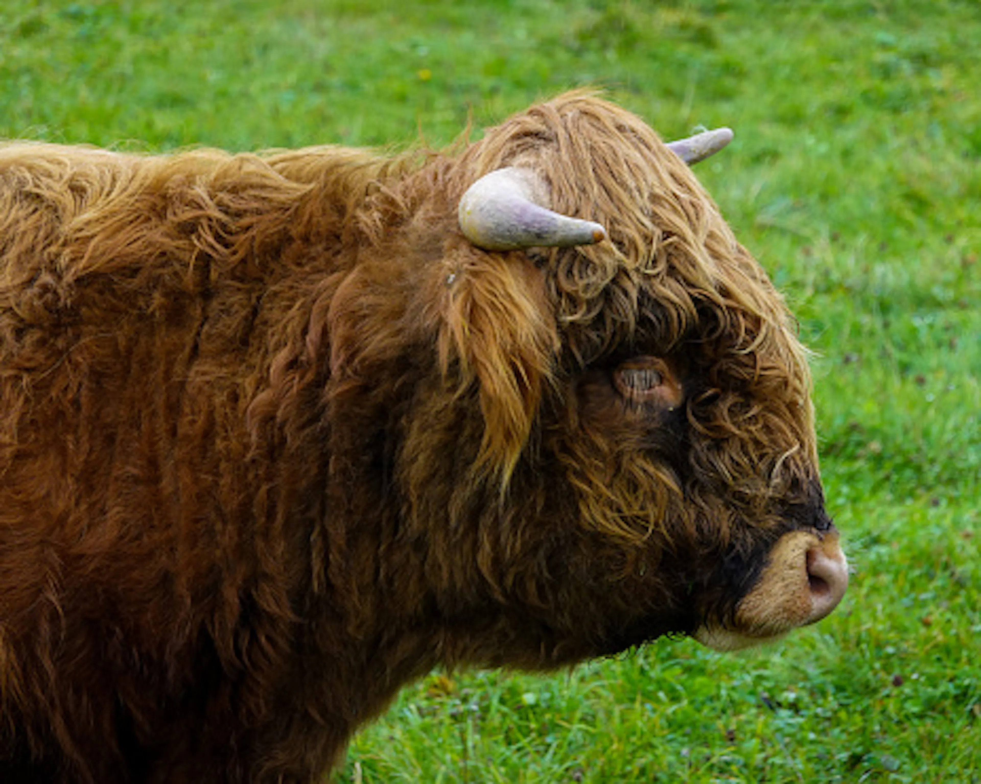 Scottish Highland cattle in the pasture