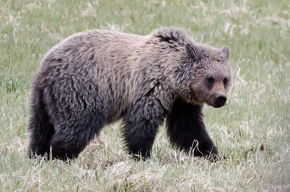 Yellowstone: America's First National Park