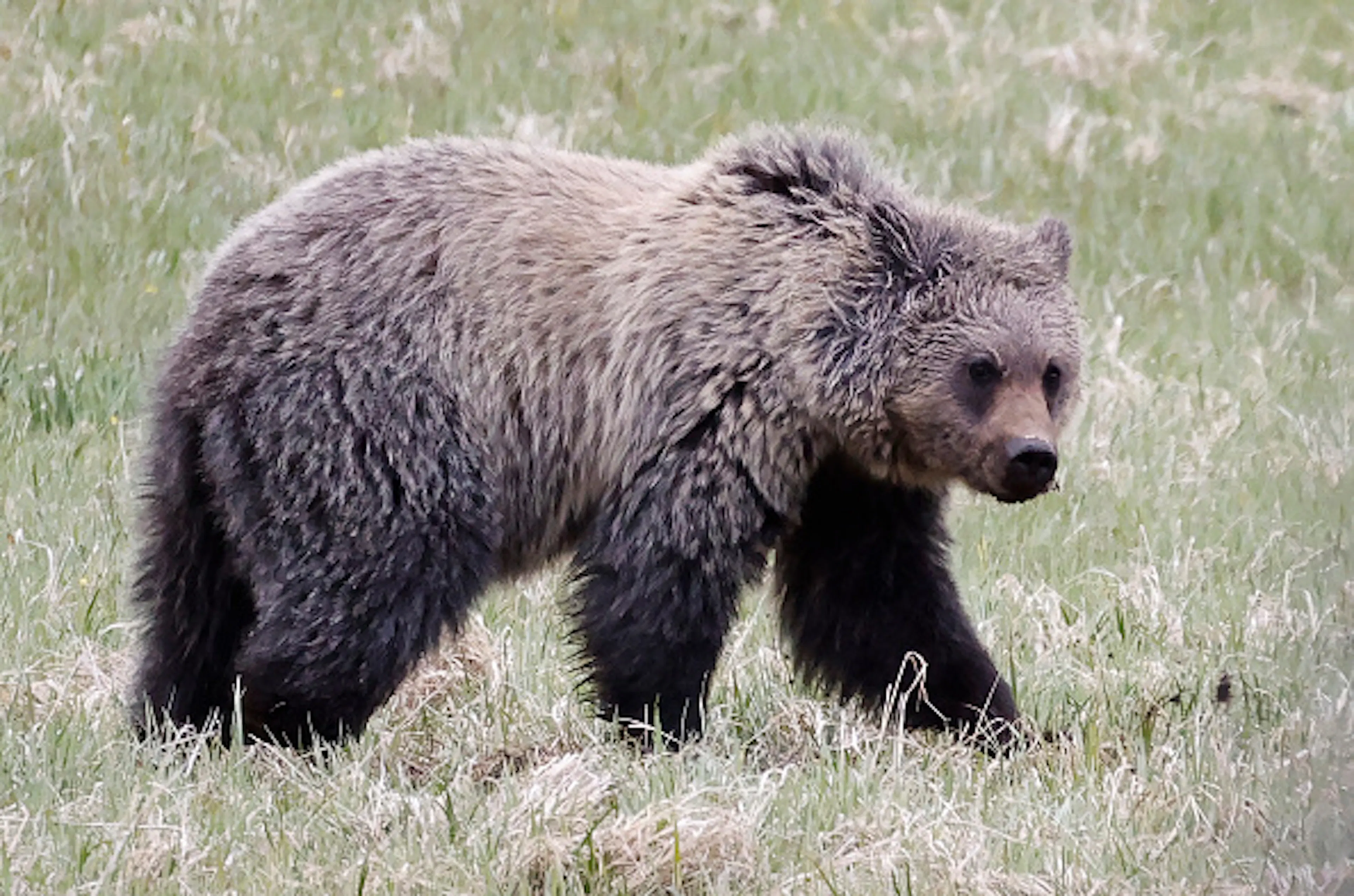 Yellowstone: America's First National Park