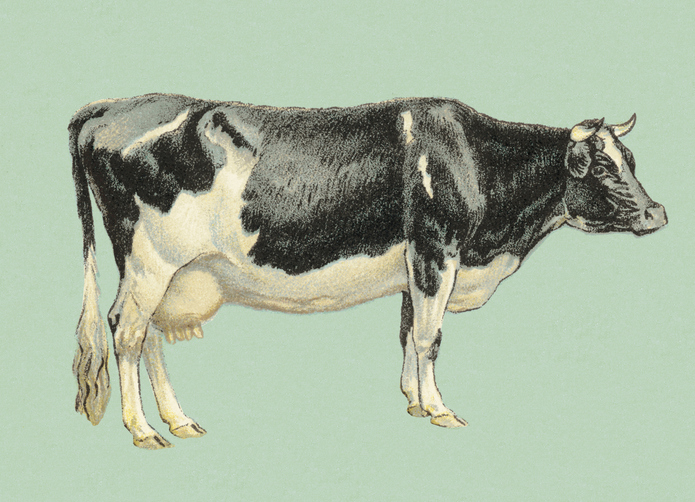 Black and White Cow illustration