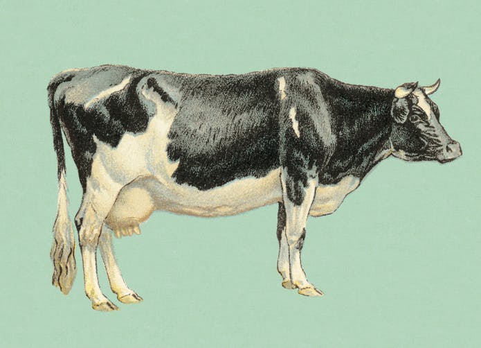 In bad news for protein-hungry Americans, beef is more expensive than ever thumbnail