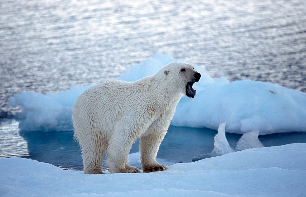 Growling Polar bear