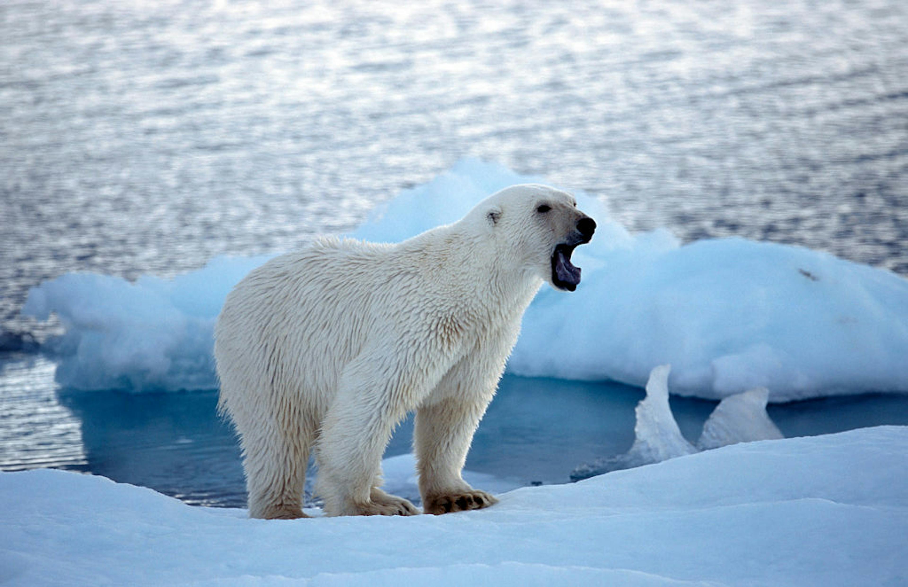 Growling Polar bear