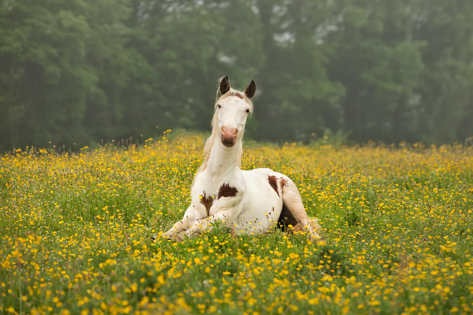 Creator of popular, mysterious “HappyHorse” text-to-video model is Alibaba thumbnail