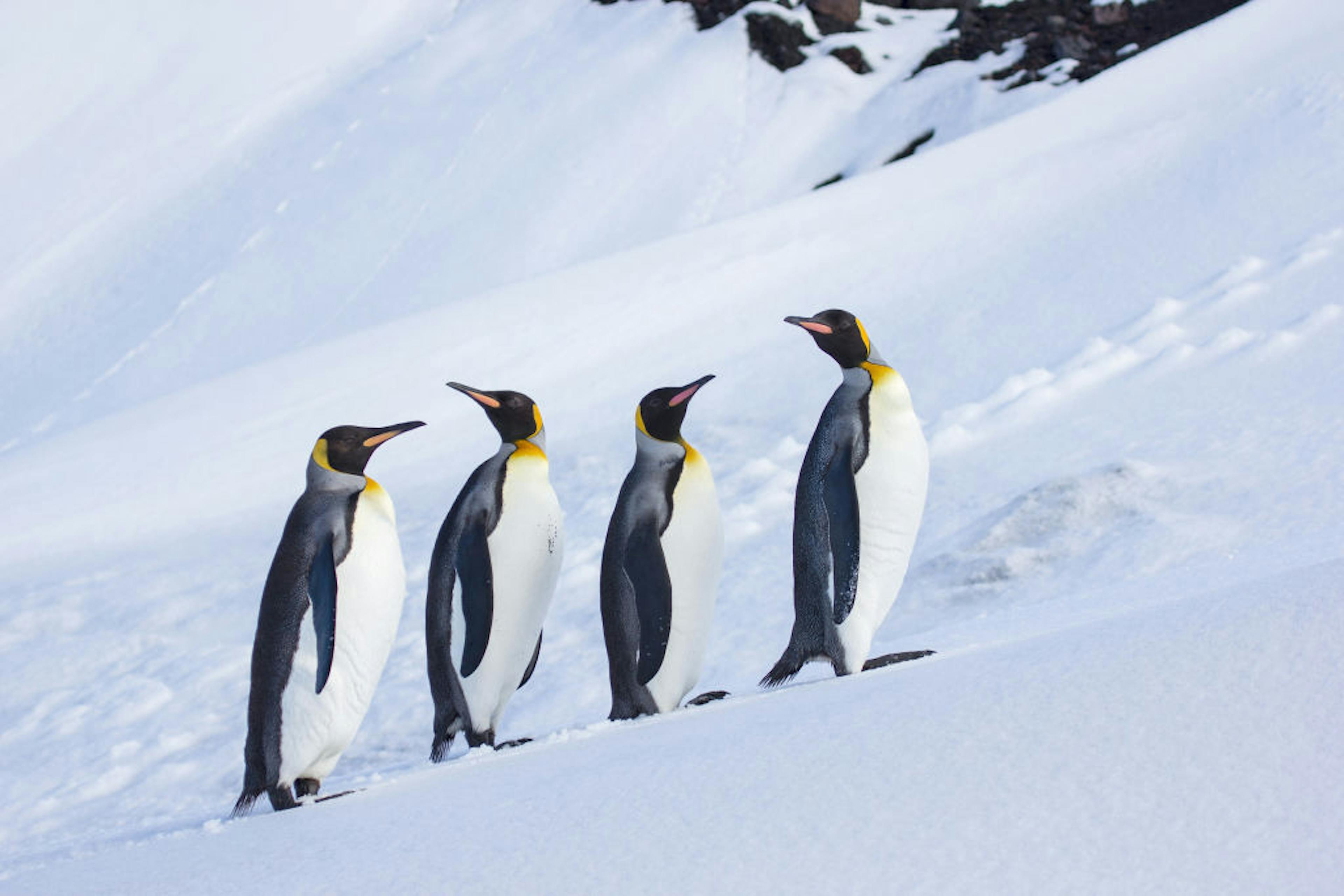 King Penguins, Heard Island
