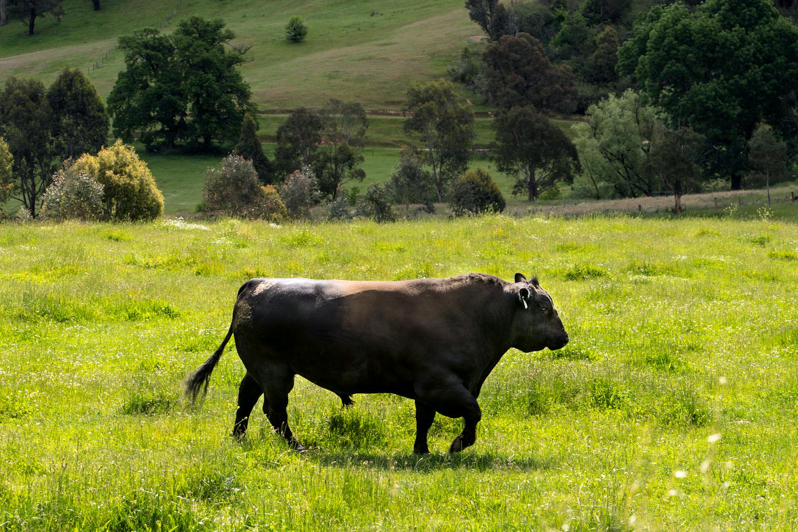 https://sherwoodnews.imgix.net/mwphzyq69oso/en-US/assets/files/688193189_aberdeen-angus-bull.jpg?w=1600&auto=compress,format&cs=srgb