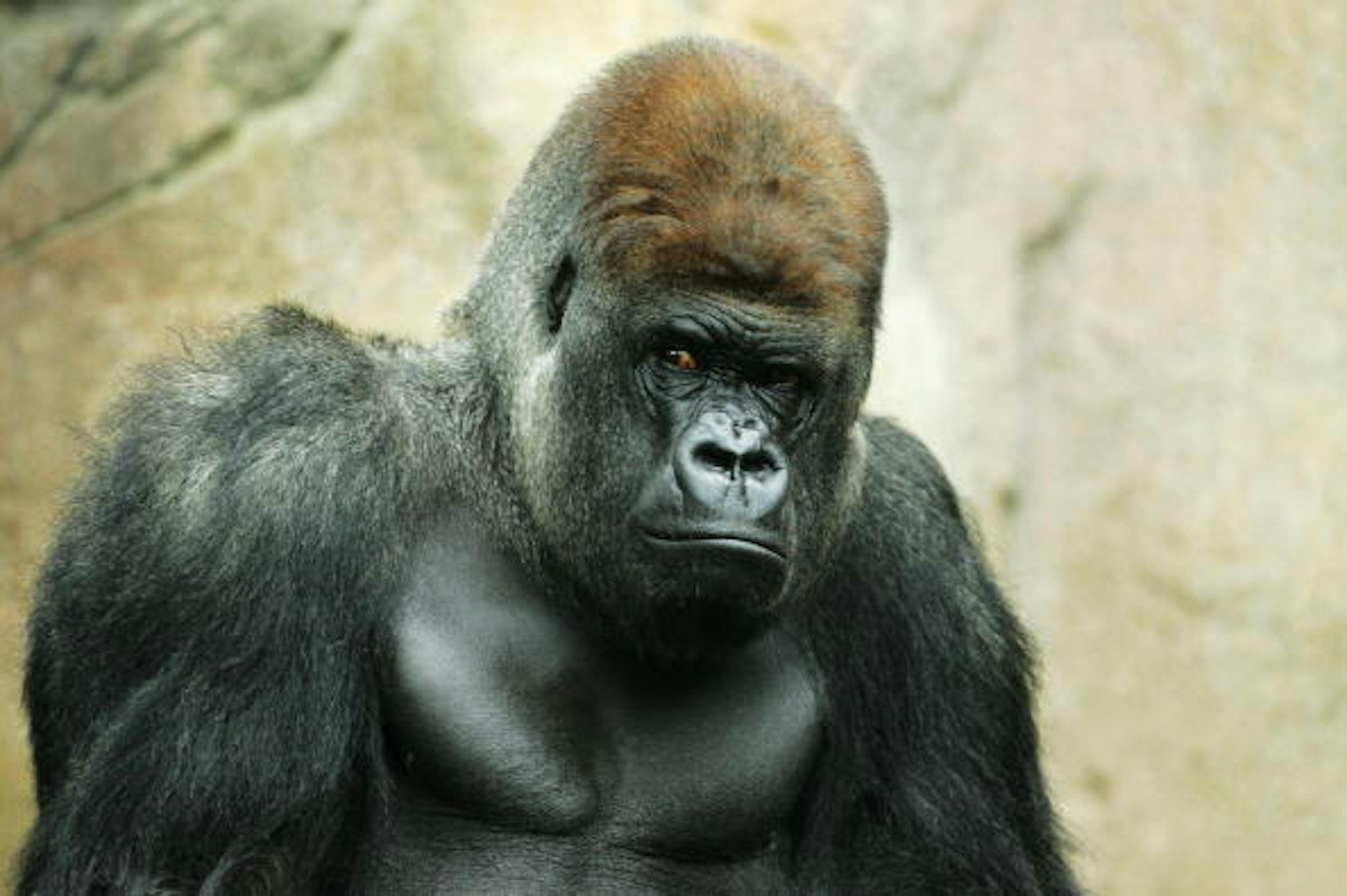 Taronga Zoo Welcomes Gorilla Baby