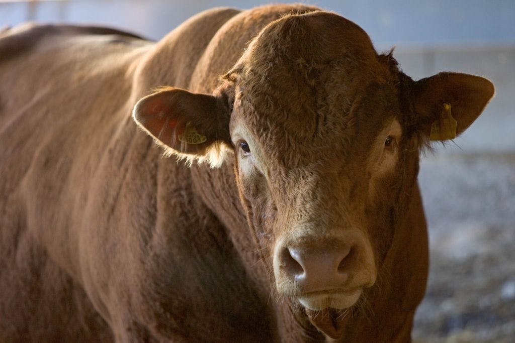 Stocks surge, oil tumbles as traders decide worst is over after ineffectual Iranian response to US strikes thumbnail