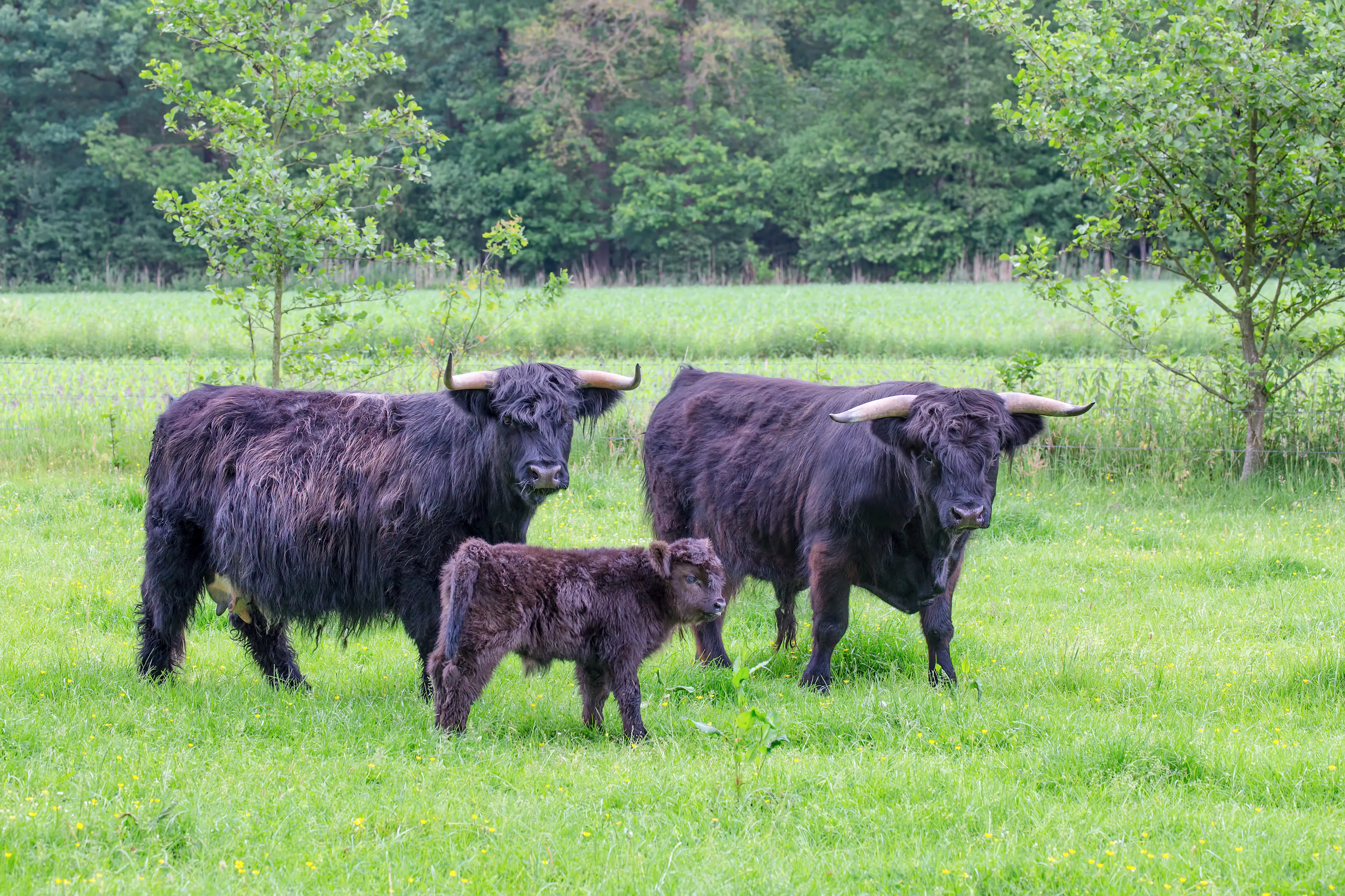 Bull cow in a field