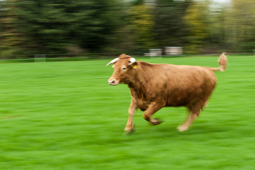 Germany, Bull running on field