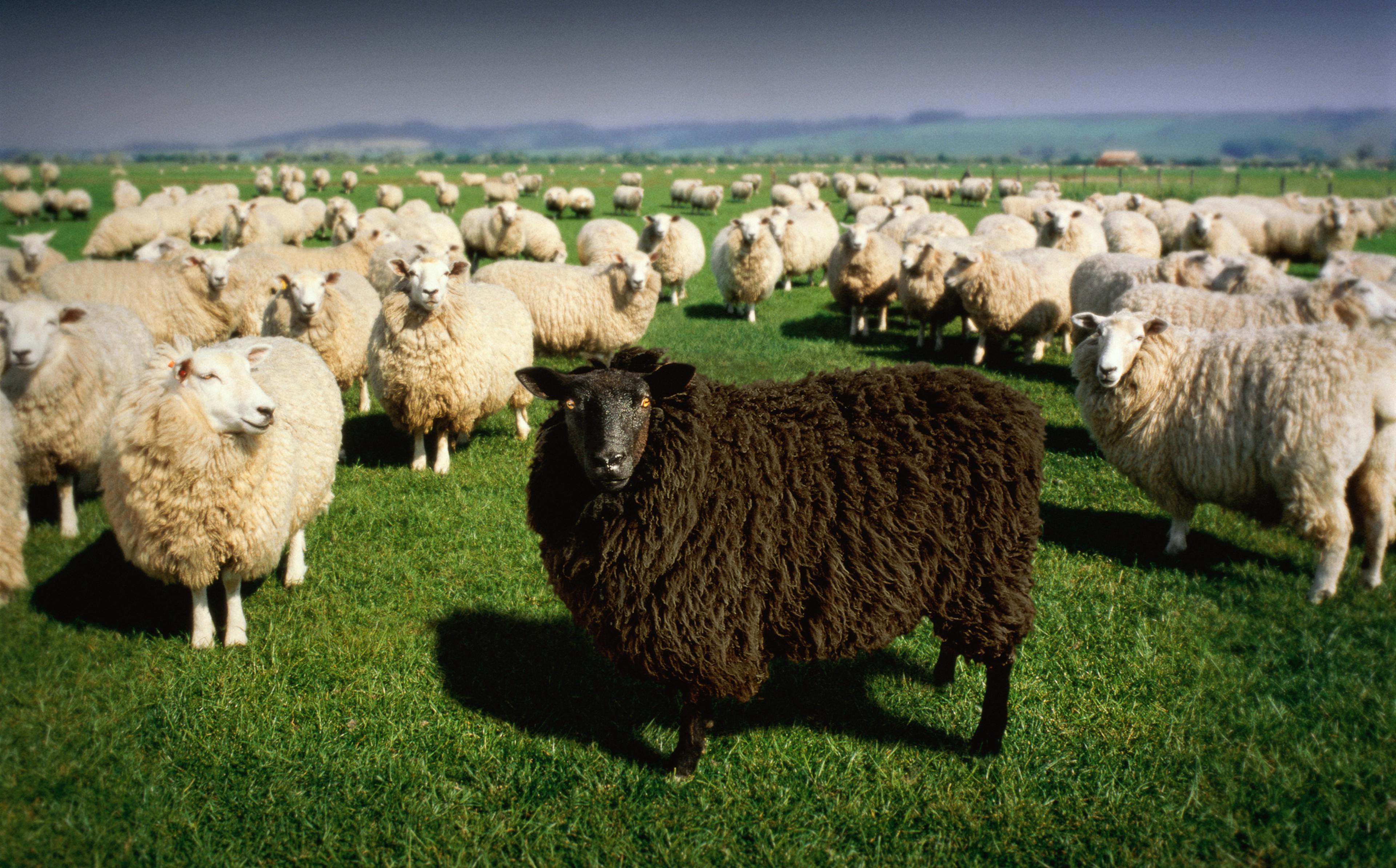 Black sheep standing amongst flock of white sheep (Digital Composite)