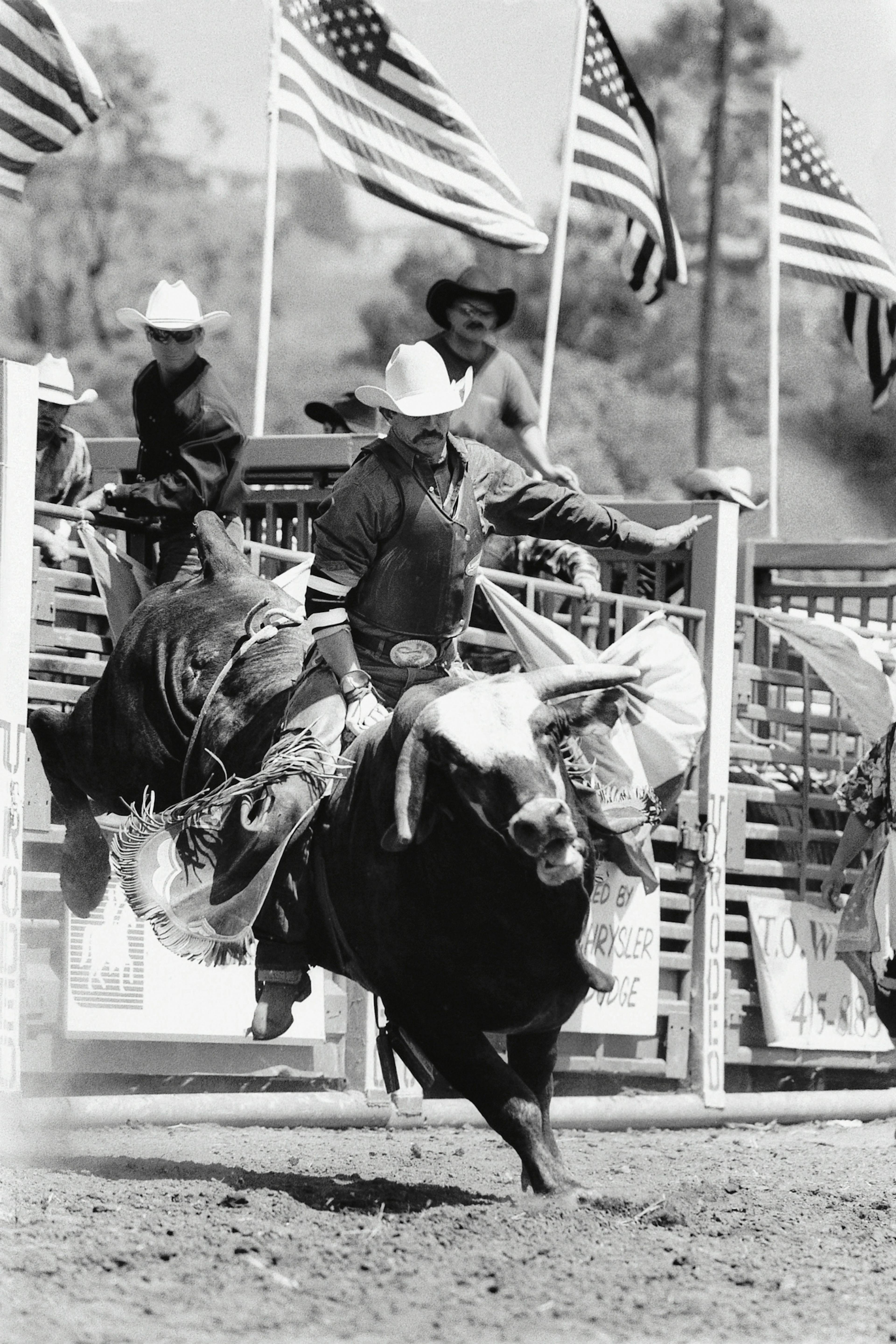 Rider hanging on to bucking bull