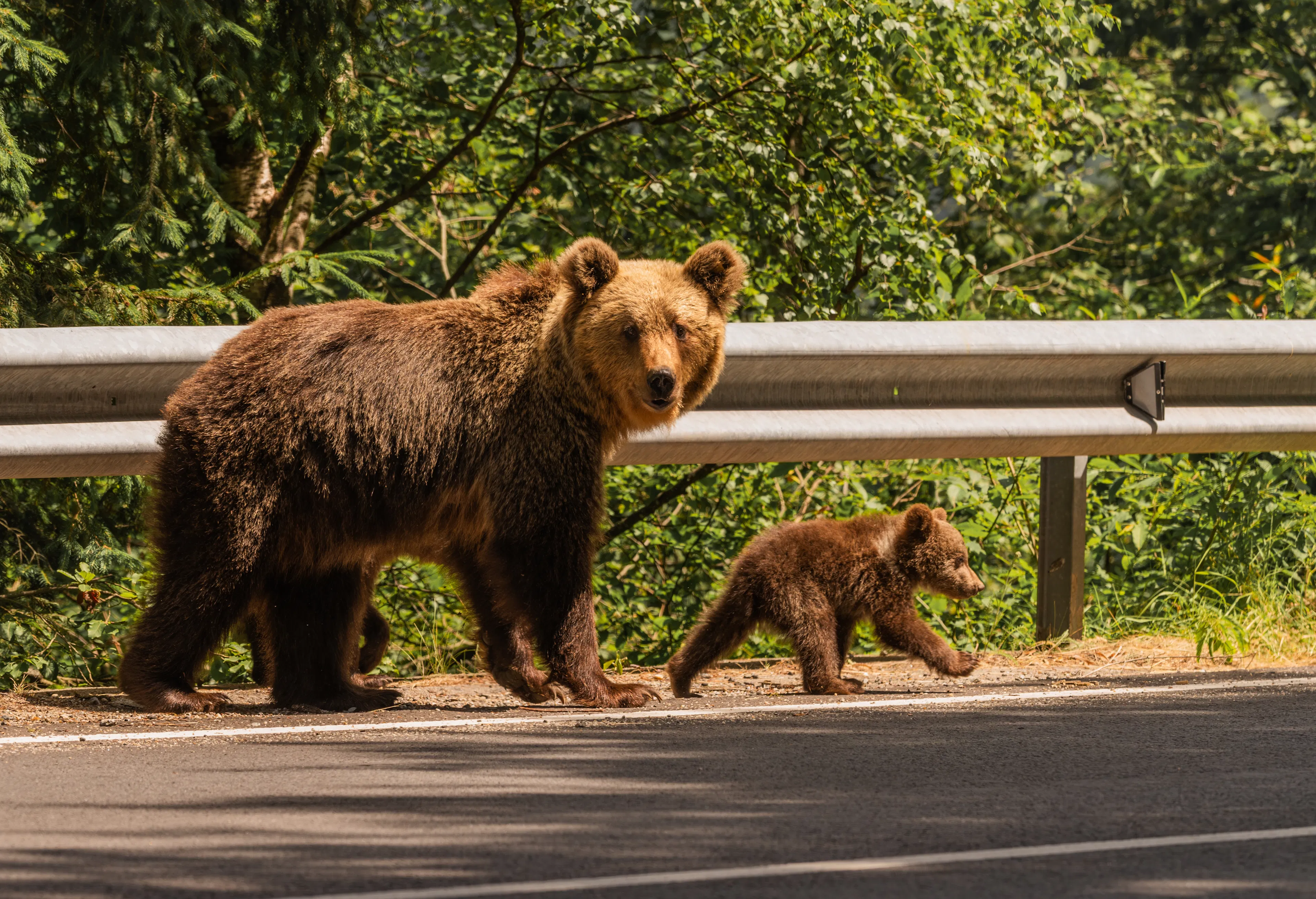 Brown bear - Ursus arctos with her cubs seen on the Transfagarasan mountain road in the Carpathian Mountains, Romania.