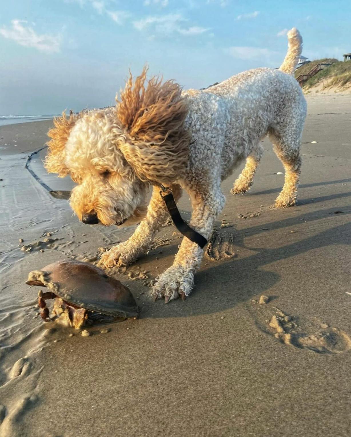 Chewy spikes as picky US pet owners shy away from Chinese imports anyway thumbnail